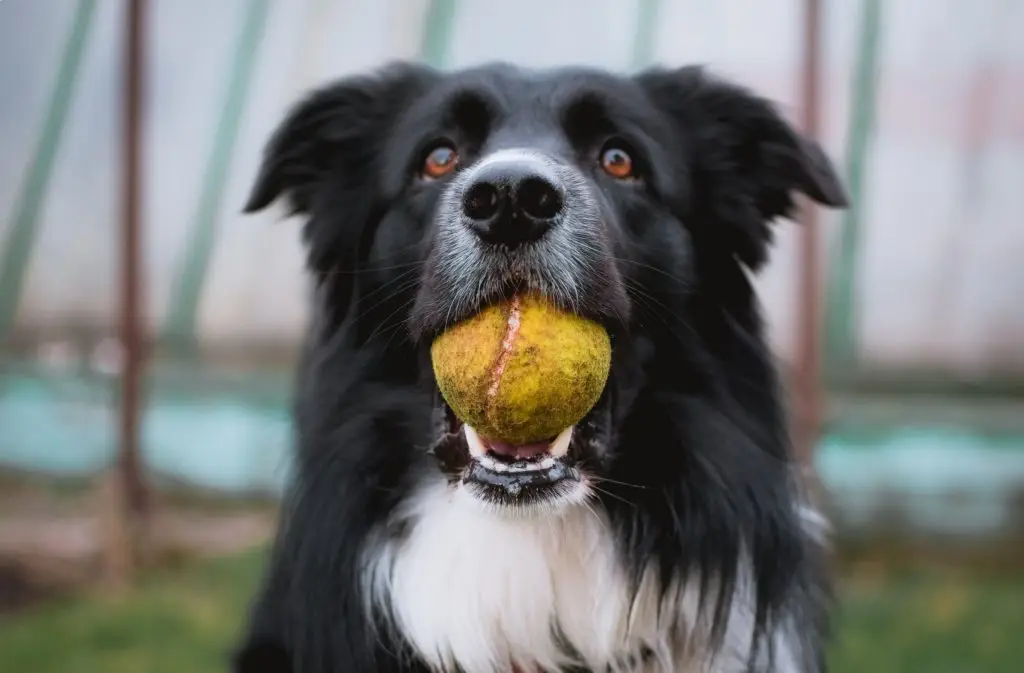 Keeping Your Pets Happy and Healthy When You Can't Get Out As Much 6 tadeusz lakota GFFoVUqcO4k unsplash