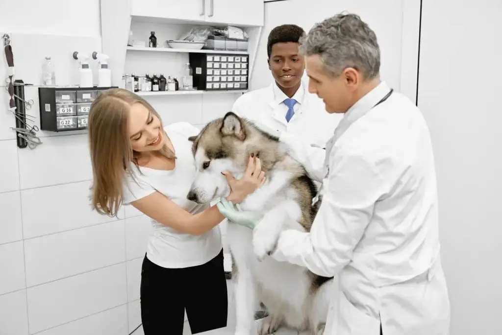 What Vets Want You to Know and Expect When Microchipping Your Pet 1 vets examining alaskan malamute with owner in
