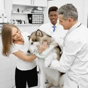 vets examining alaskan malamute with owner in