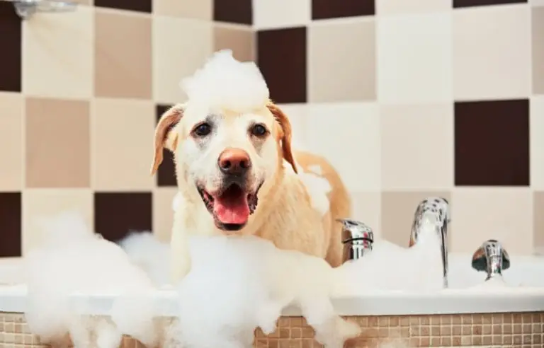antiparasitic dog shampoo