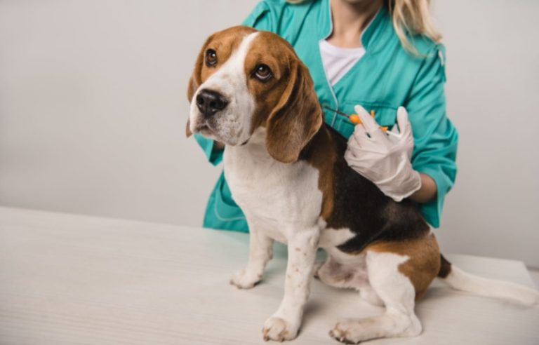 ISO Compliant Microchip: Ensuring Pet Safety with Advanced Technology