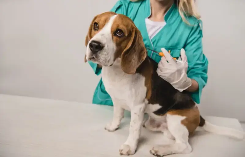 Puppy Health 101: How to Maintain an Accurate Puppy Shot Record 1 puppy shot record