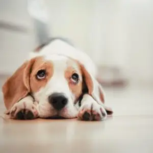 canistealmydogback