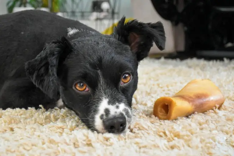 dog beef bones