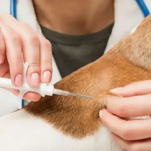 puppy vaccine