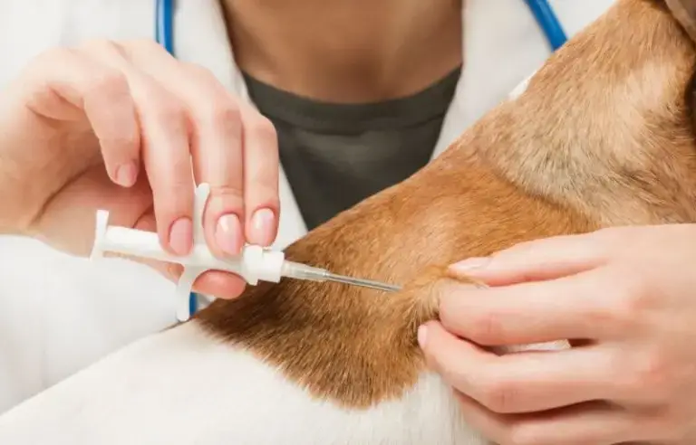 puppy vaccine