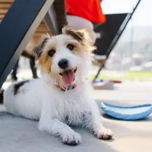 dog tracking collars