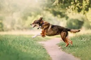 gps pet containment system