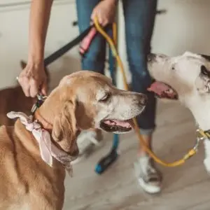 gsp vs labrador