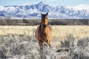 horse microchip lookup