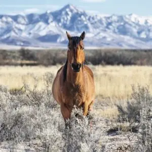 horse microchip lookup
