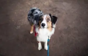 how to find your dogs microchip number