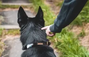 hunting dog tracking systems