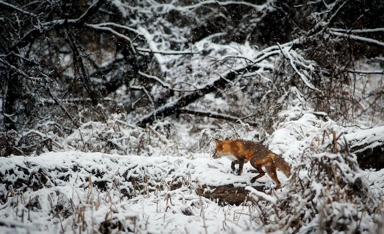 From Forest to Field: Enhancing Your Hunting Experience with Advanced Dog Tracking Systems 1 hunting dog tracking
