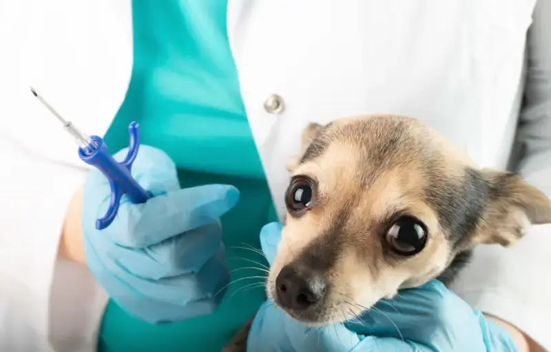 Tracking Made Easy: How Dog Tracking Chip Implants Keep Your Pet Safe 1 implantable dog tracker