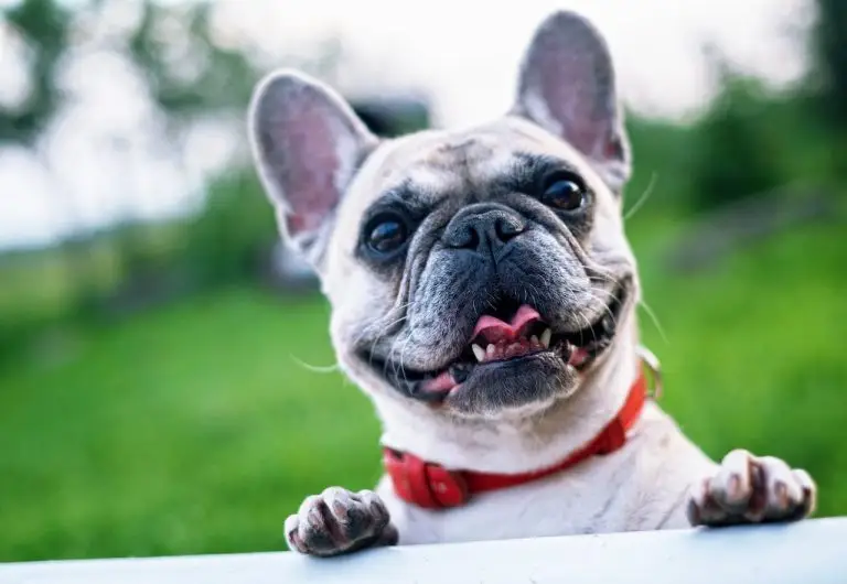 register dog microchip