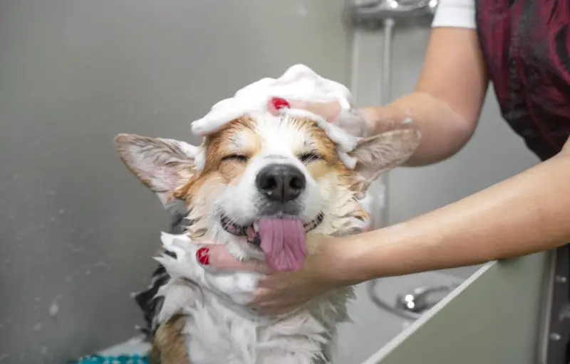 Fighting Fleas and Ticks: The Best Antiparasitic Shampoos for Dogs 2 veterinary dog shampoo