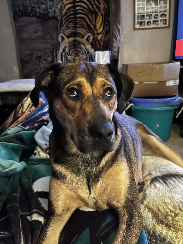 Lost Dog "Sierra" in Suffolk County, New York 11968 1 52c099e7 fb0f 4e00 bdbe c41f0ad5592d