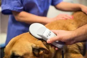 dog microchip scanner
