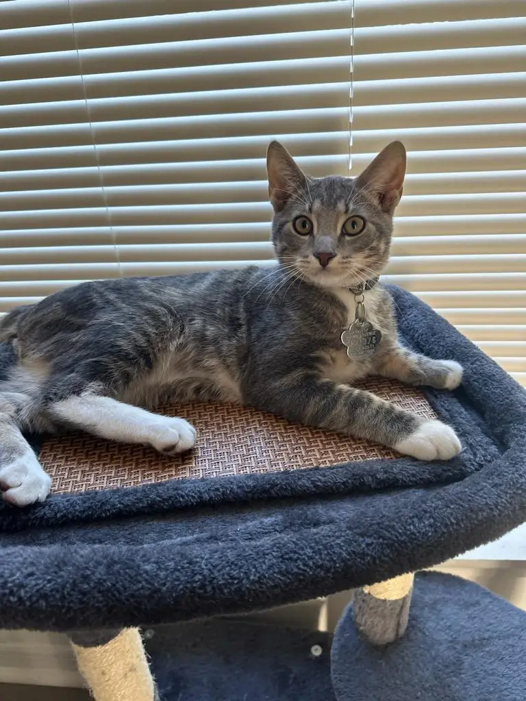 Lost Cat "Rocky" in Kissimmee, FL 34743 4 f7d8799d a619 4850 848c 530464f9eb67