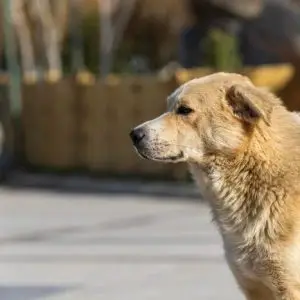 how to find a lost dog