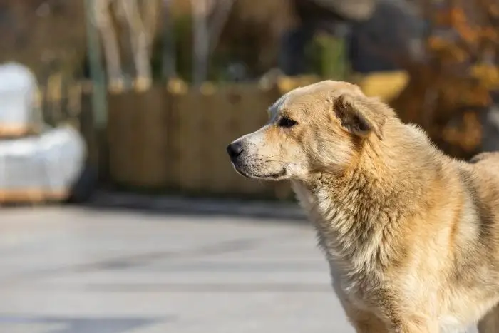 how to find a lost dog