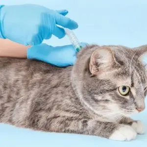 how to find a microchipped cat