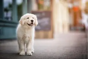 reasons not to microchip your dog