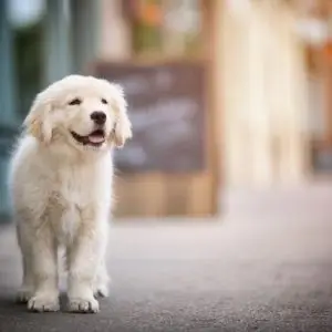 reasons not to microchip your dog
