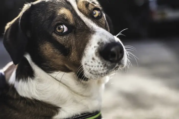 Hope in Despair: How a Microchip Can Help Recover a Stolen Dog 1 report stolen dog