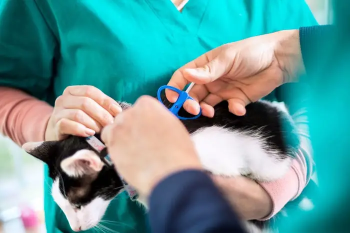 Lost & Found: A Step-by-Step Guide to Finding Your Microchipped Cat 1 track a microchipped cat