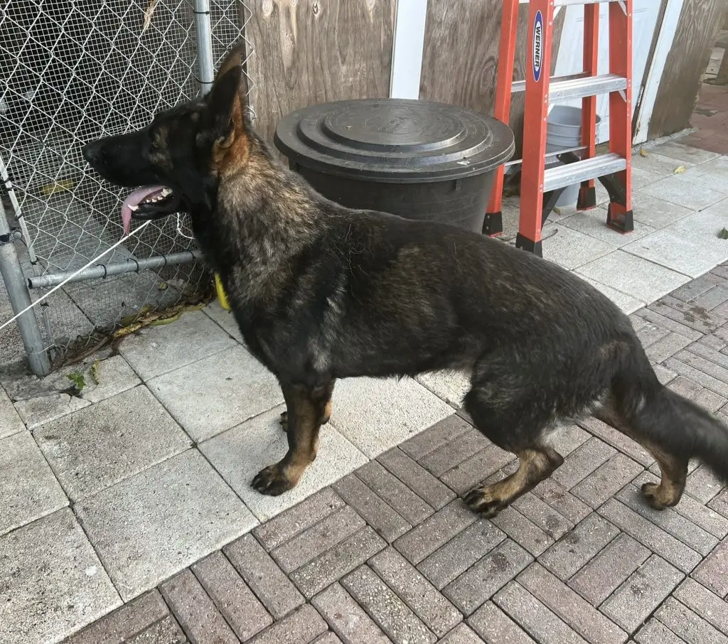 Lost Dog "Hunter Knight Vom Kranich's Hof" in West Palm Beach, FL 33415 1 unnamed 12