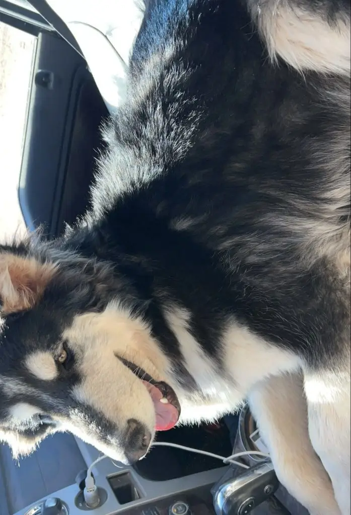 Lost Dog "Milo" in El Paso, TX 79938 4 unnamed 5 1