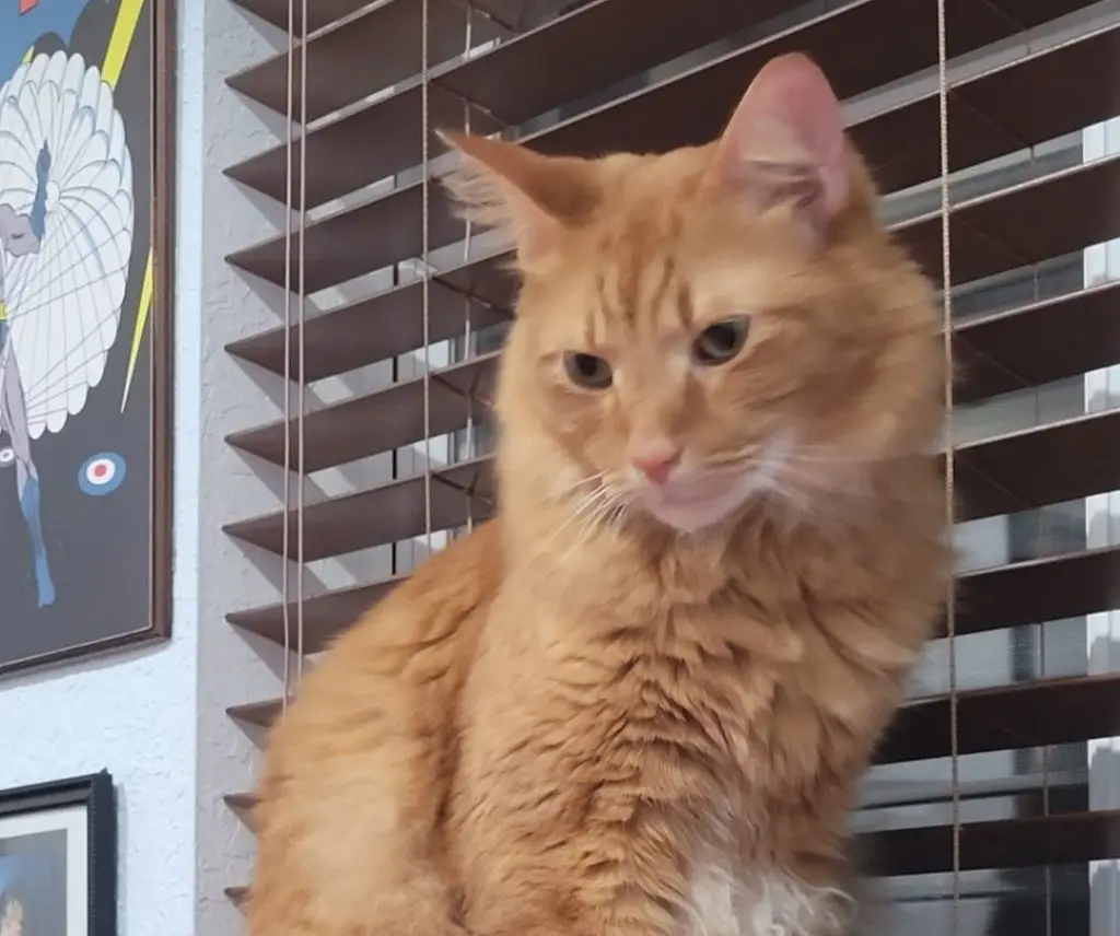 Lost Cat "Brando" in Miramar, FL 33027 1 unnamed 6 1