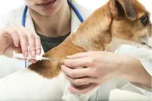where are microchips placed in dogs