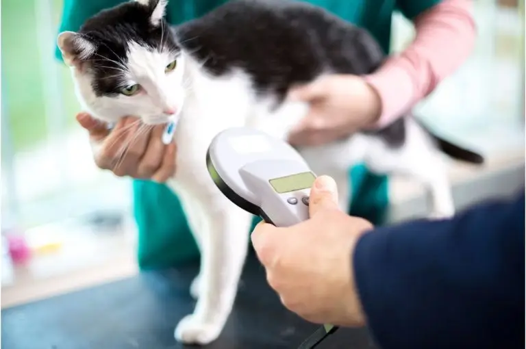 cat microchip lookup