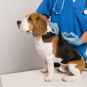 how to know if a dog is chipped