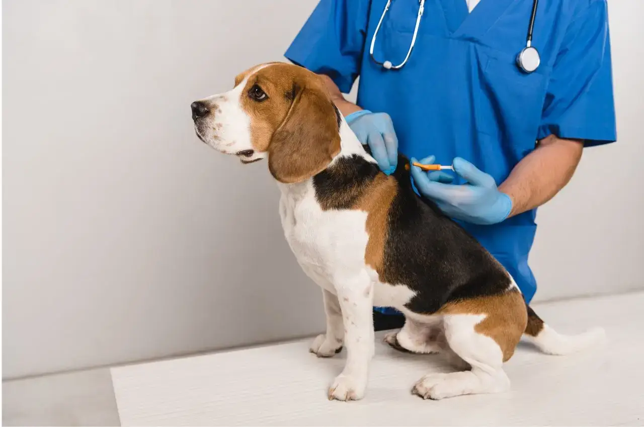 how to know if a dog is chipped