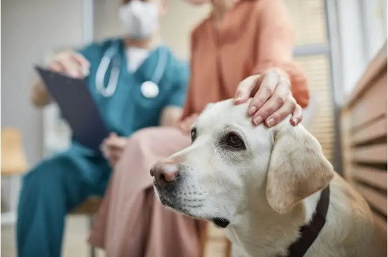 printable dog health record