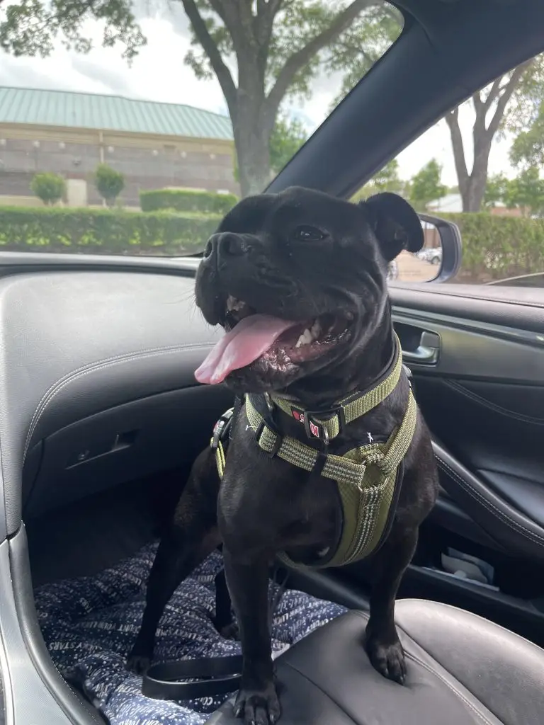 Lost Dog "Jaxx" in Sugar Land, TX 77498 1 unnamed 10