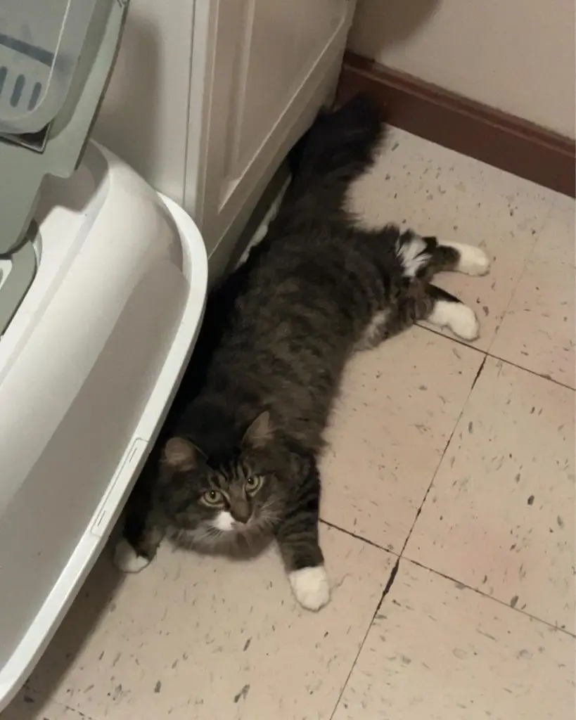 Lost Cat "Hazel" in Oakland, ME 04963 1 unnamed 12