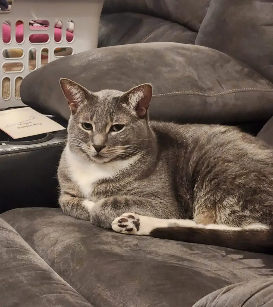 Lost Cat "Saber" in Brookfield, WI 53045 1 unnamed 2