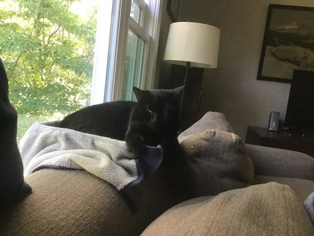 Lost Cat "Tiny" in Williamsburg, MA 01096 1 unnamed 30
