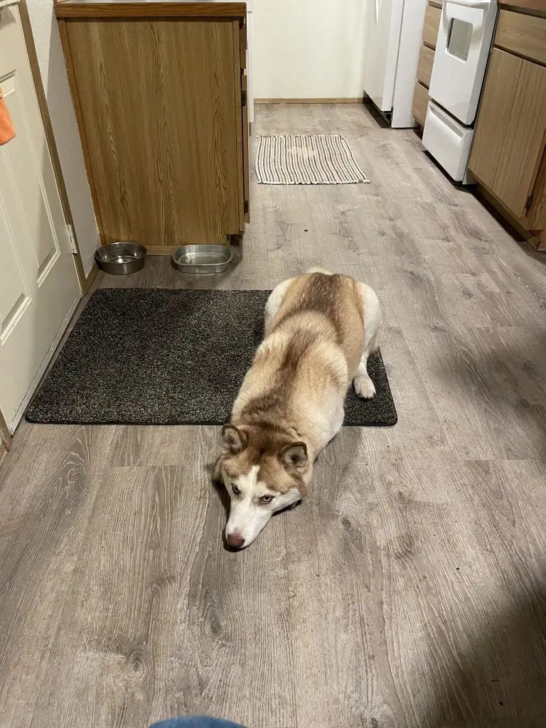 Lost Dog "Lola" in Marysville, WA 98270 1 unnamed 5