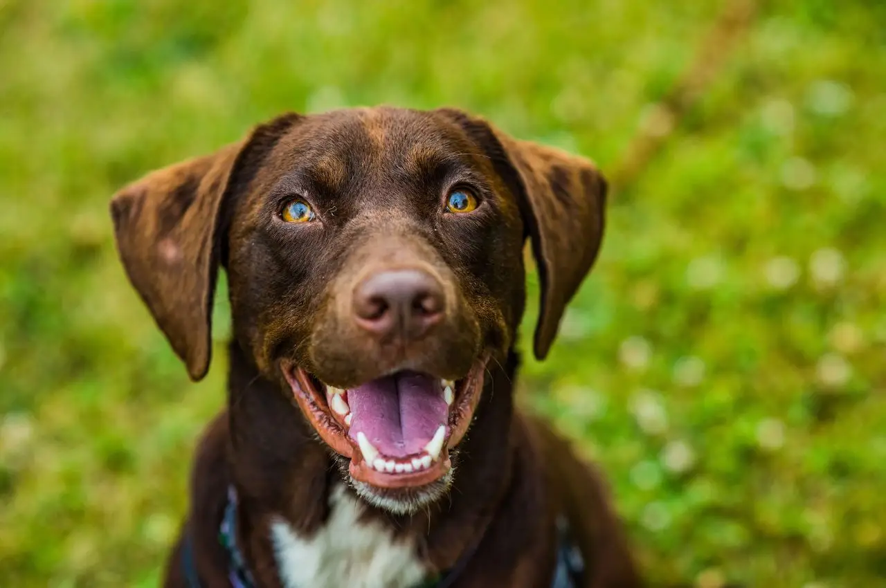 Lost and Found Pets in Chicago: Reuniting Our Furry Friends 5 peeva