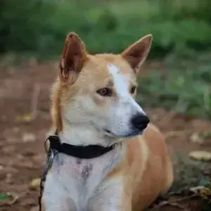 Pet Microchipping Insurance