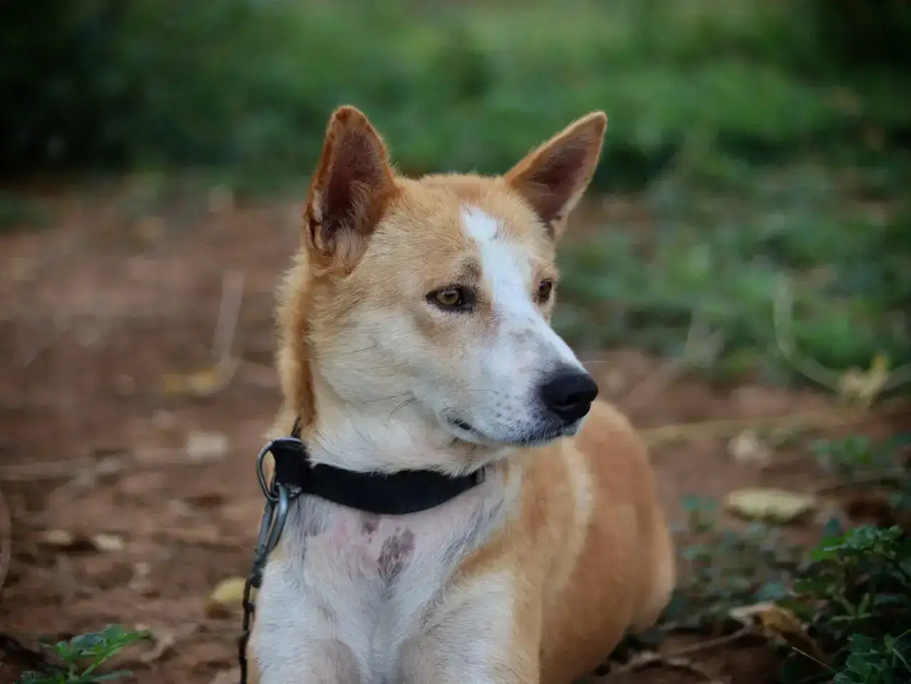 Pet Microchipping Insurance