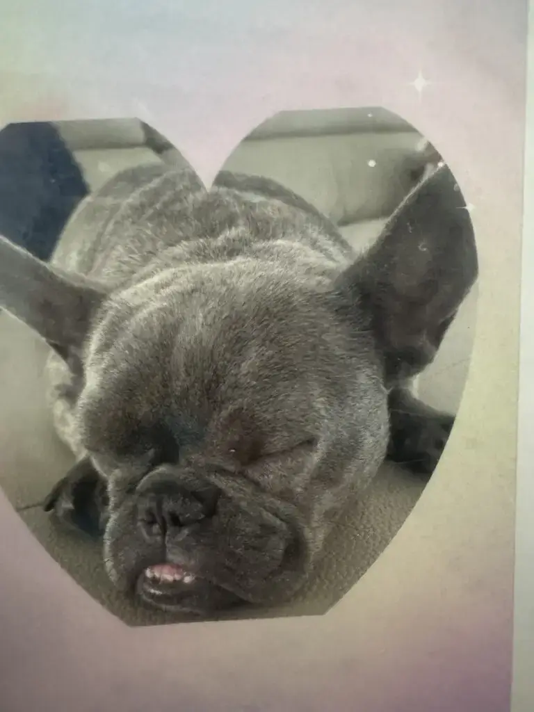 Susi