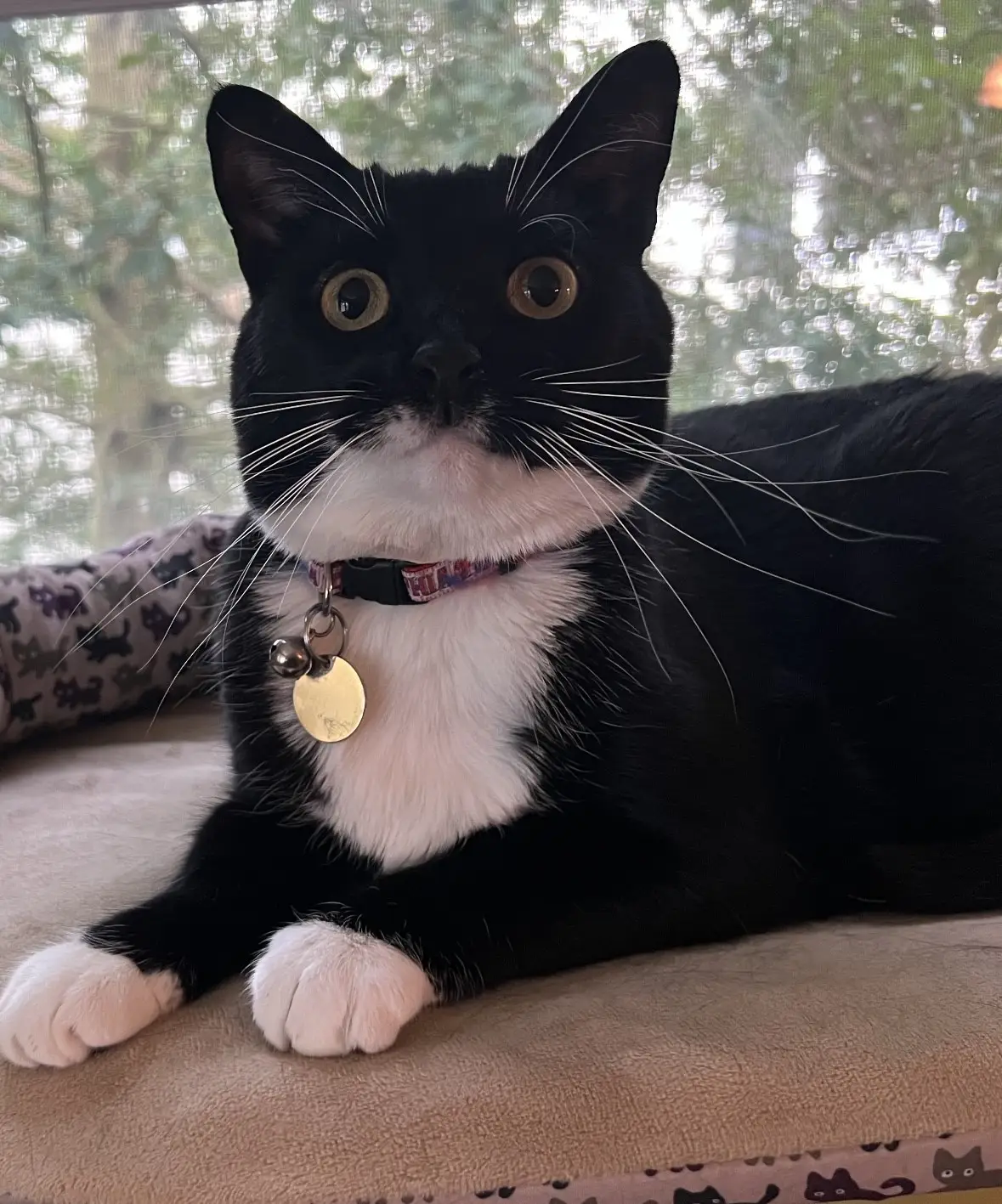 cat