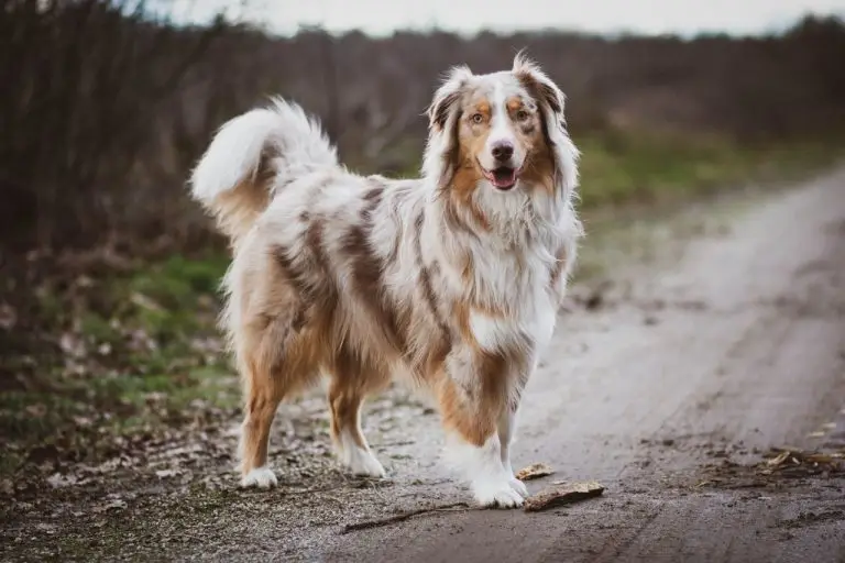 chances of finding lost dog after 24 hours